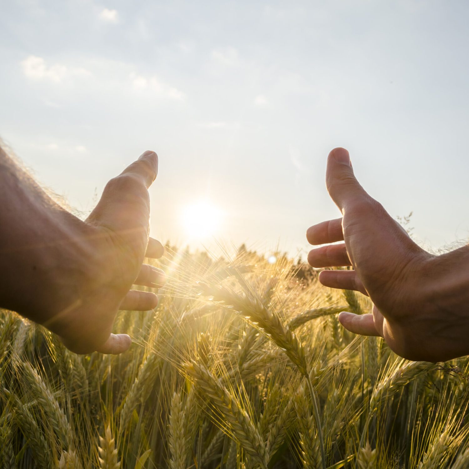 Man cupping the sun with his hands over a field of ripening wheat in an agricultural field with sun flare.