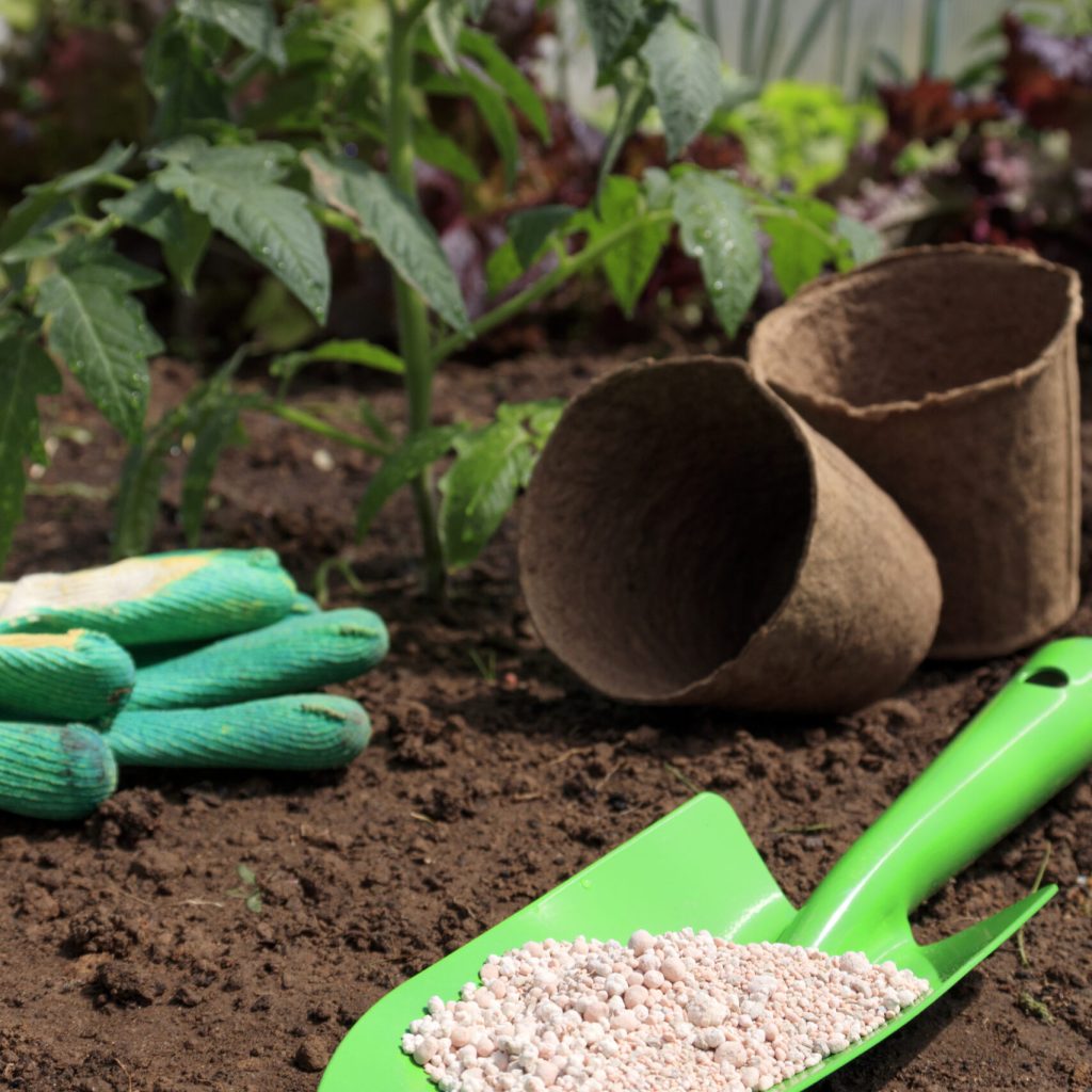 put some fertilizer gmo or poison in shovel in the soil under small plant. application of fertilizer for plants in the soil for vegetable and flower garden.